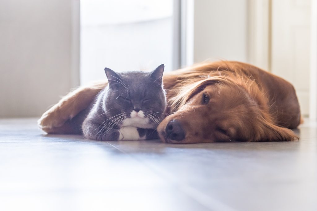 a grey cat and a brown dog lying as friends on a heated floor